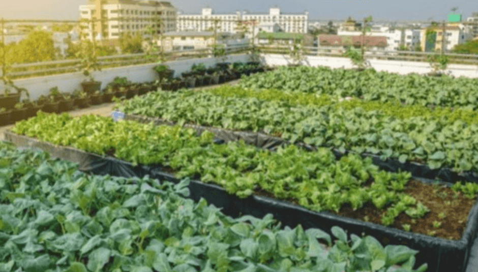 Urban Farming Zones
